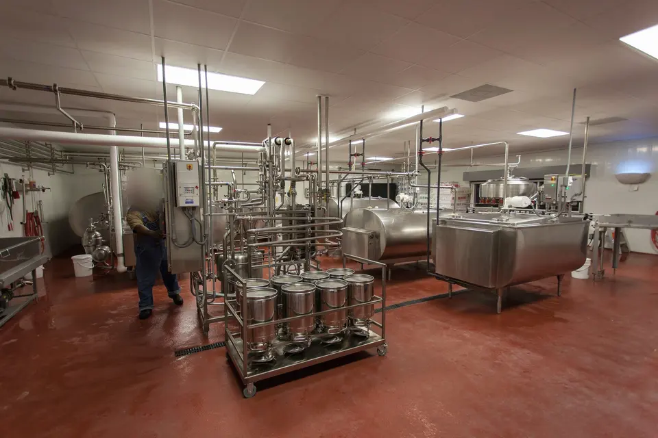 Milk Processing in a Factory